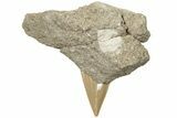Otodus Shark Tooth Fossil in Rock - Huge Tooth! #201161-1